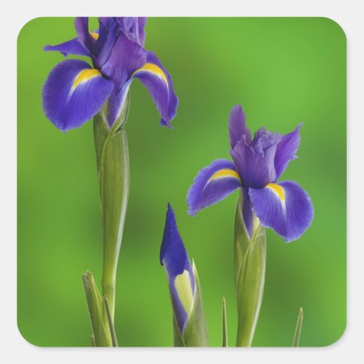 Sticker Carré Fleurs d'iris (Devant)