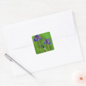 Sticker Carré Fleurs d'iris (Enveloppe)