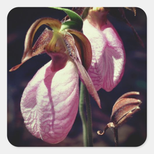 Sticker Carré Fleurs d'orchidées rose Lady Slipper (Devant)
