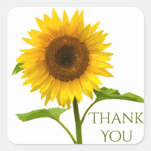 Sticker Carré Fleurs Merci Jaune & Vert Fleur de Tournesol