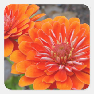 Sticker Carré Fleurs oranges de Zinnia