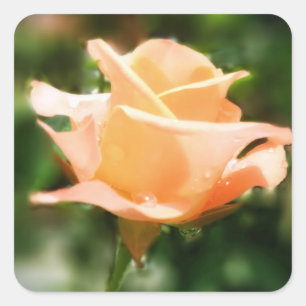 Sticker Carré Fleurs Rose vintages