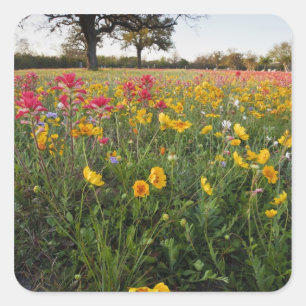 Sticker Carré Fleurs sauvages au bord de la route au Texas, prin