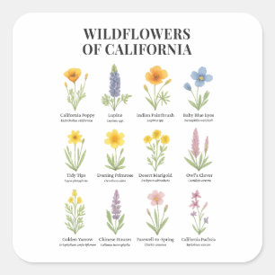 Sticker Carré Fleurs sauvages de Californie - Aquarelle botaniqu