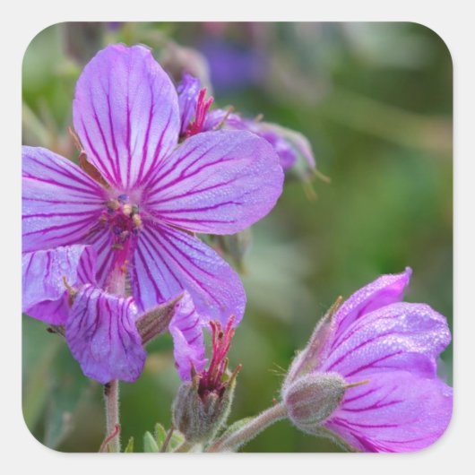 Sticker Carré Fleurs sauvages de géranium collant (Devant)
