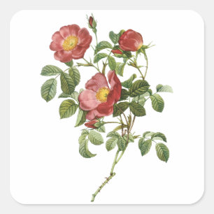 Sticker Carré Fleurs Vintage Floral Rose Rouge de l'Amour par Re