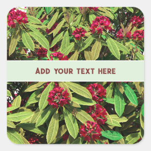 Sticker Carré Floraison personnalisée de rhododendron