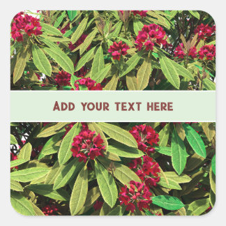 Sticker Carré Floraison personnalisée de rhododendron