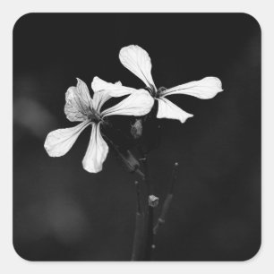 Sticker Carré floral noir et blanc minimaliste