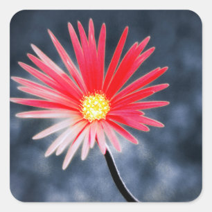 Sticker Carré Flowers