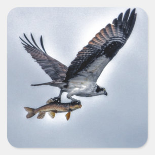 Sticker Carré Flying Osprey with Walleye Fish HDR Photo