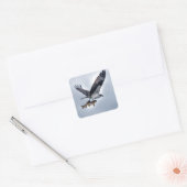Sticker Carré Flying Osprey with Walleye Fish HDR Photo (Enveloppe)