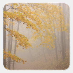 Sticker Carré Fog et feuillage d'automne, Great Smoky Mountains