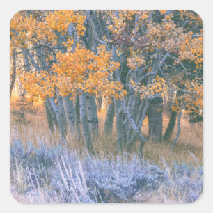 Sticker Carré Forêt automnale des Trembles