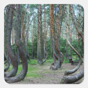 Sticker Carré Forêt Crochée - Pologne