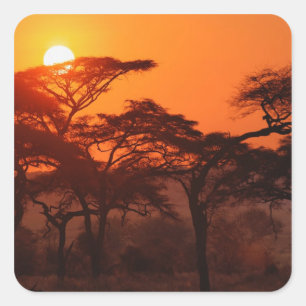 Sticker Carré Forêt d'acacia en silhouette au coucher du soleil,