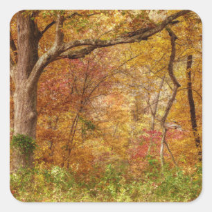 Sticker Carré Forêt d'automne
