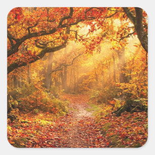 Sticker Carré Forêt d'automne