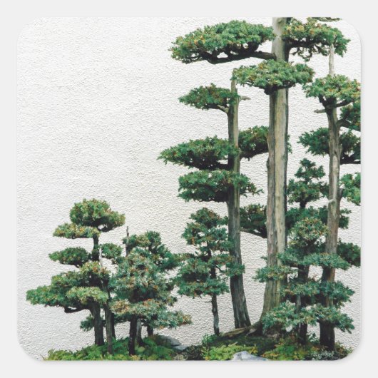 Sticker Carré Forêt de Juniper Bonsai (Devant)