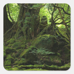 Sticker Carré Forêt de la Mousse