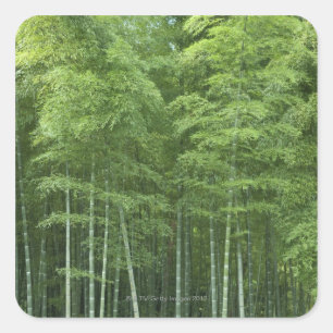 Sticker Carré Forêt en bambou