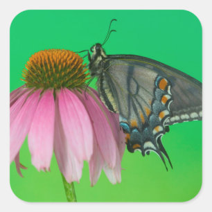 Sticker Carré Forme noire de Papilio glaucus