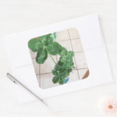 Sticker Carré Four leaf clovers (Enveloppe)
