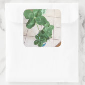 Sticker Carré Four leaf clovers (Sac)