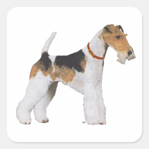 Sticker Carré Fox-Terrier à poil dur