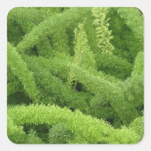 Sticker Carré Foxtail Fern, Asparagus densiflorus myers