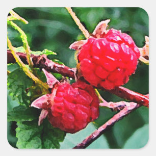 Sticker Carré Framboises sauvages