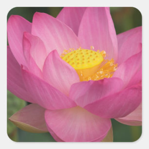 Sticker Carré Franklin NC, jardin d'eau de Perry, Lotus 2