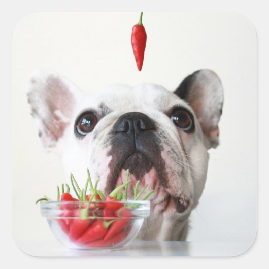 Sticker Carré French Bulldog Looking (Devant)