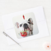 Sticker Carré French Bulldog Looking (Enveloppe)