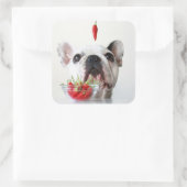 Sticker Carré French Bulldog Looking (Sac)