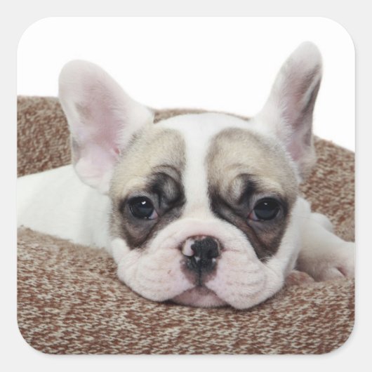 Sticker Carré French Bulldog Puppy Lying (Devant)