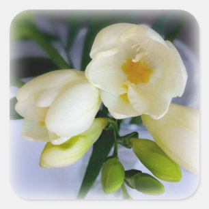 Sticker Carré frénésie jaune blanc