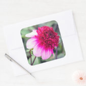Sticker Carré Frilly Pink et Magenta Dahlia (Enveloppe)