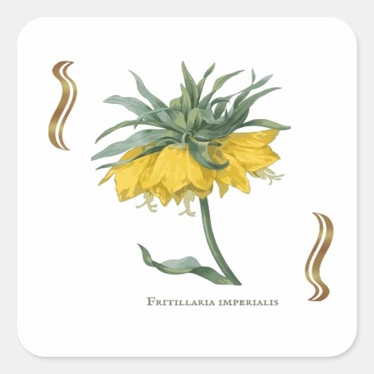 Sticker carré Fritillaria imperialis (Devant)