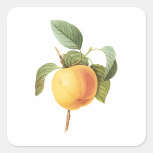 Sticker Carré Fruit Alimentaire Ancien, Pomme Calville par Redou