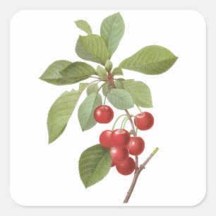 Sticker Carré Fruit vintage Cherry Food, Cerises par Redoute