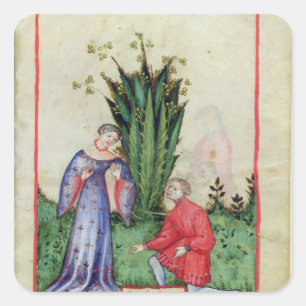 Sticker Carré Fruits de Mandrake, de 'Tacuinum Sanitatis'