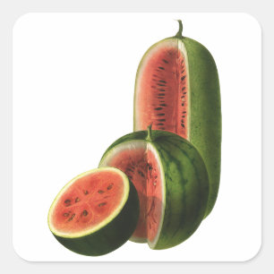 Sticker Carré Fruits vintages de pastèques, Grands ronds, Alimen