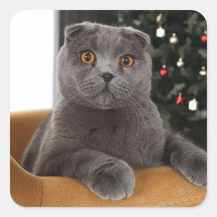 Sticker Carré Funny British Cat and christmas tree