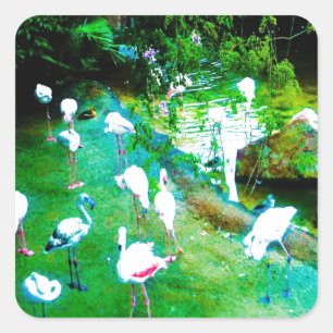 Sticker Carré Funny Flamants roses roses Faune