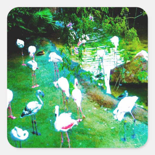 Sticker Carré Funny Flamants roses roses Faune (Devant)