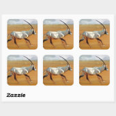 Sticker Carré Galloping Oryx 2010 (Feuille)