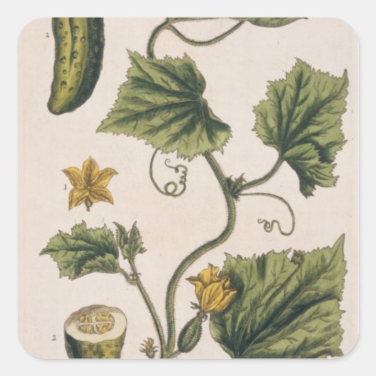 Sticker Carré Garden Cucumber, plate 4 from 'A Curious Herbal' (Devant)