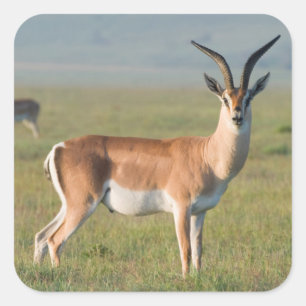 Sticker Carré Gazelle de Grant, cratère du Ngorongoro, Ngorongor