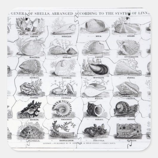 Sticker Carré Genera of Shells jigsaw, pub. par W. Edwards (Devant)